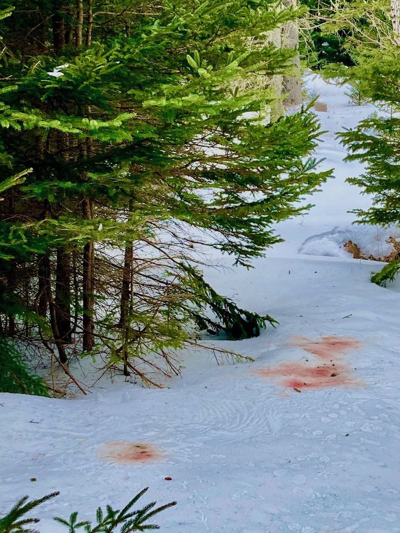 Great Horned Owl captured Snowshoe Hare in Maine Woods by Kirk Gentalen, Maine Coast Heritage Trust